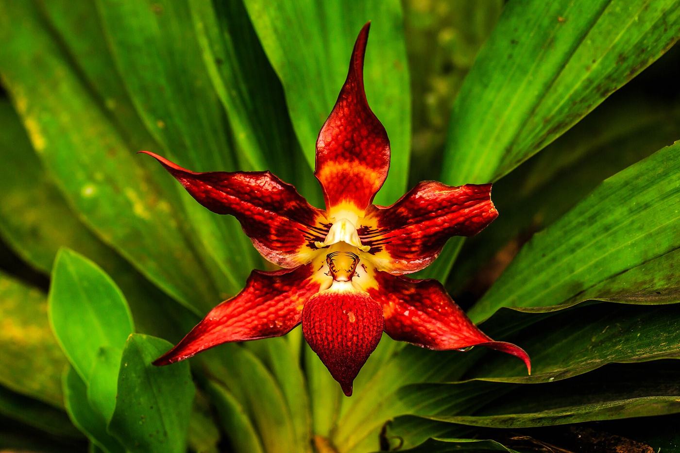 An orchid in the Mindo cloud forest