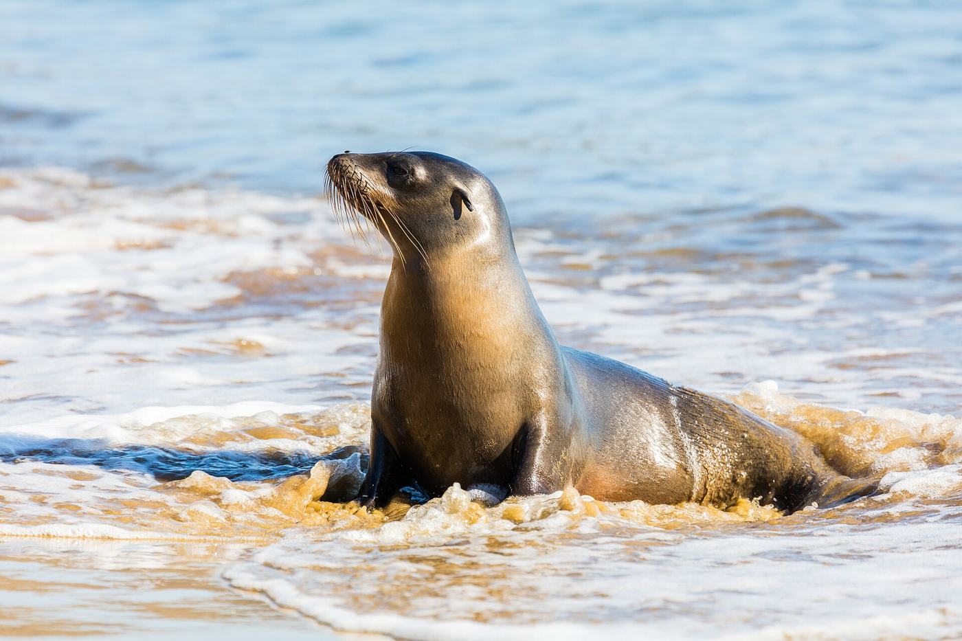 A sea lion on San Cristóbal, Galápagos