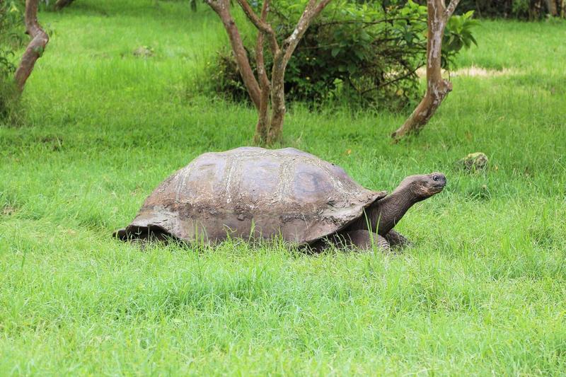 A giant tortoise on Santa Cruz, Galápagos