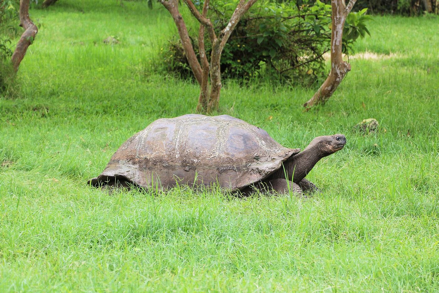 A giant tortoise on Santa Cruz Island